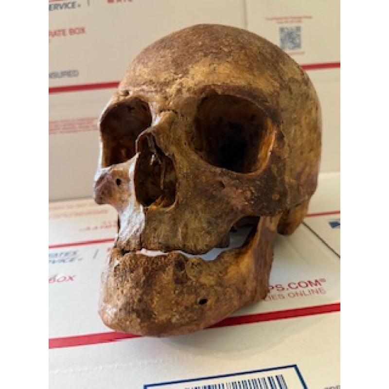 Antique human skull