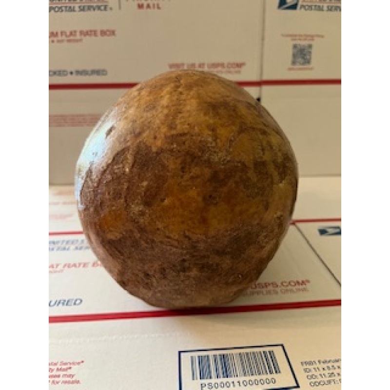 Antique human skull