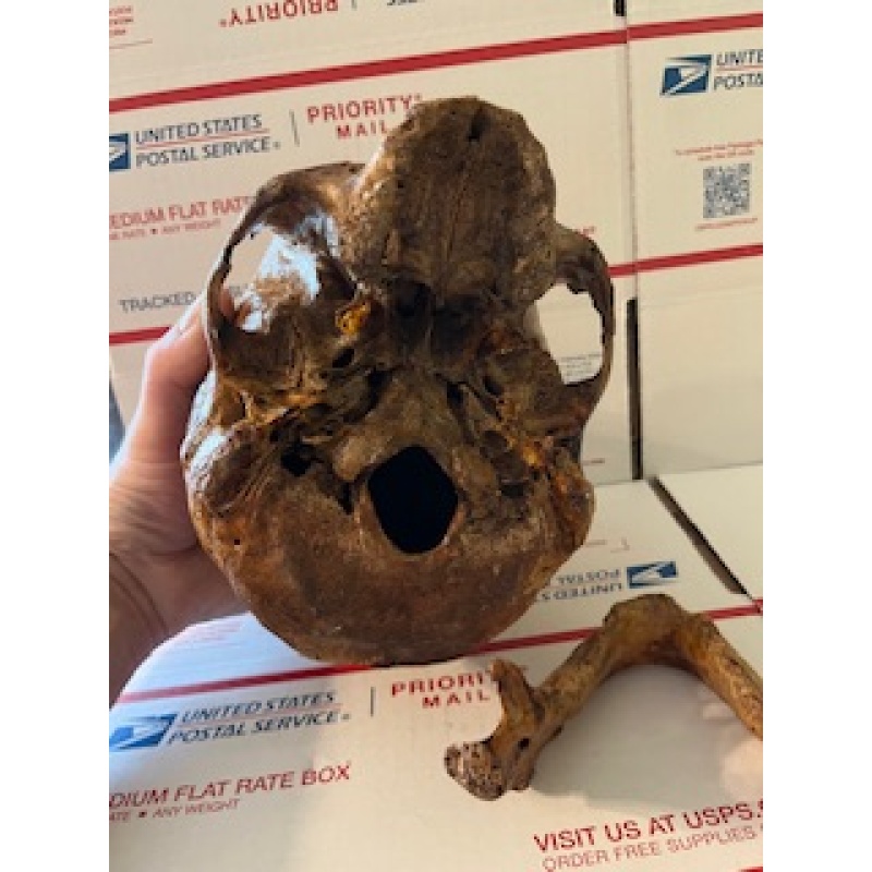 Antique human skull